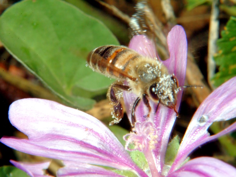 Macrofotografia (anche per micologi)